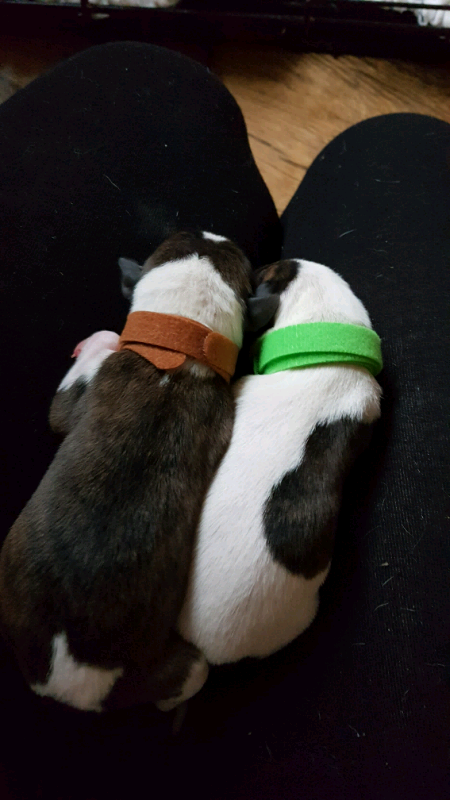 whippet puppies gumtree